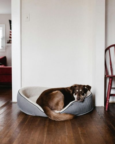 pexels-andrew-2248516