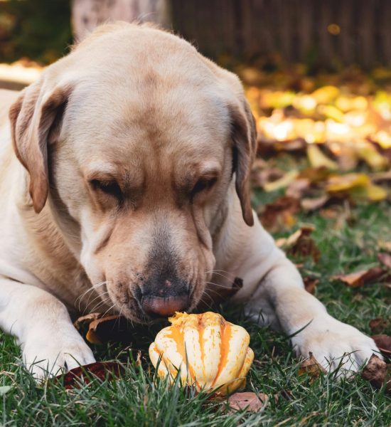 pexels-chetanvlad-3051530