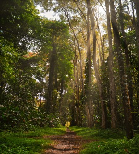 pexels-deeonederer-1735675