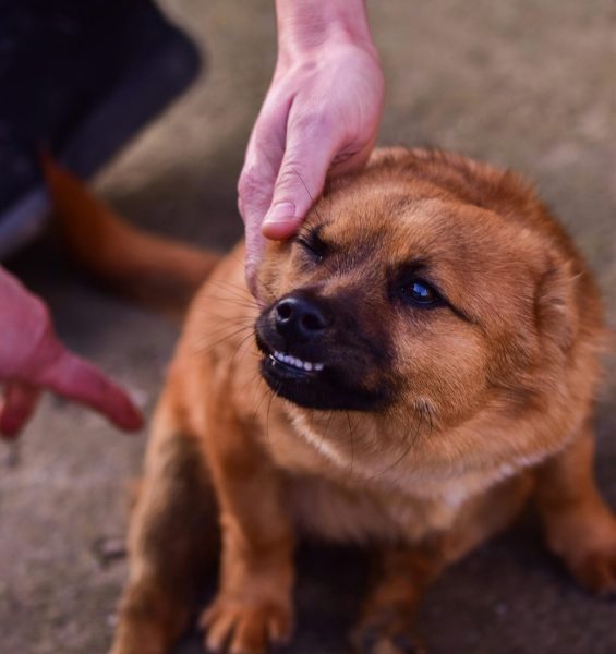 pexels-didsss-6253965