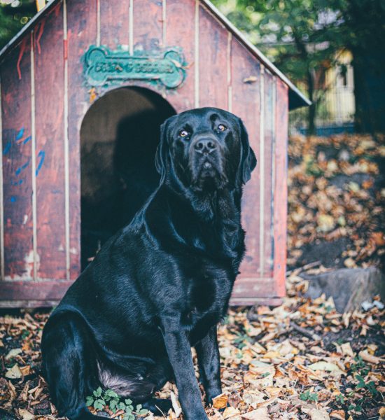 pexels-einfoto-3111575