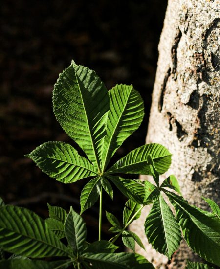pexels-esrakorkmaz-17190709