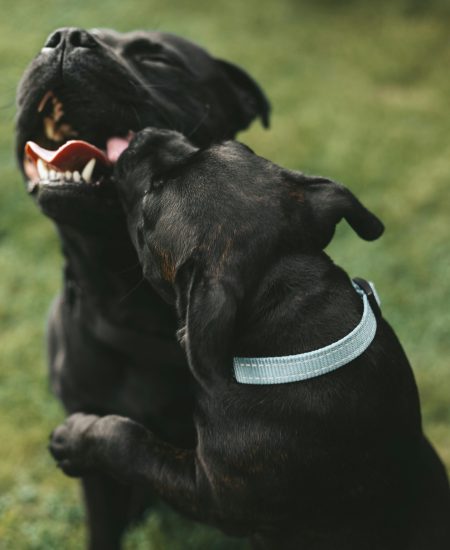 pexels-heidi-meborg-18138945-6469221