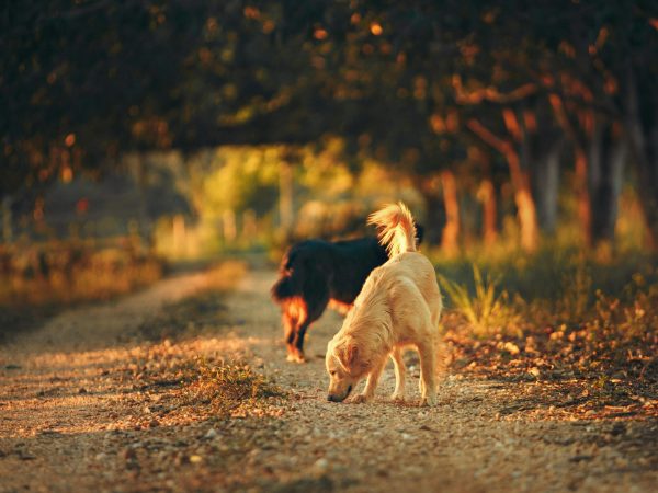 pexels-helenalopes-2027105