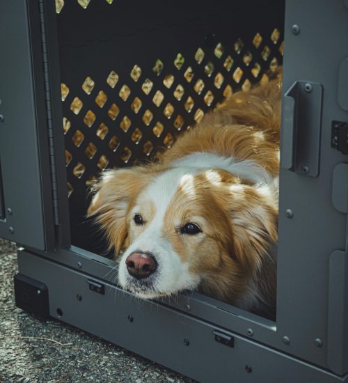 pexels-impact-dog-crates-1789722873-29040374