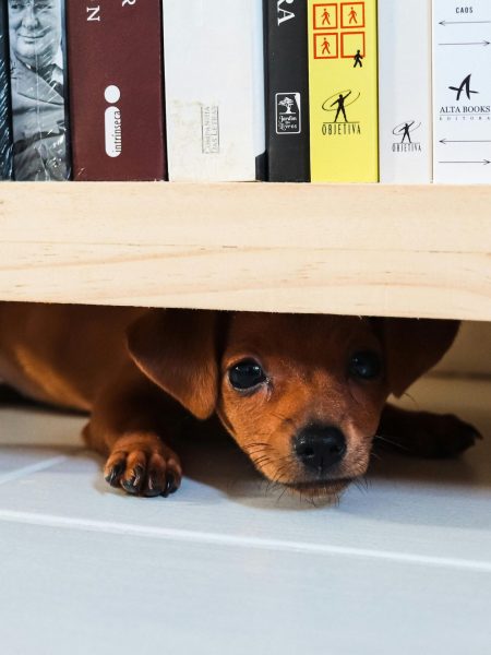 pexels-japy-16984871