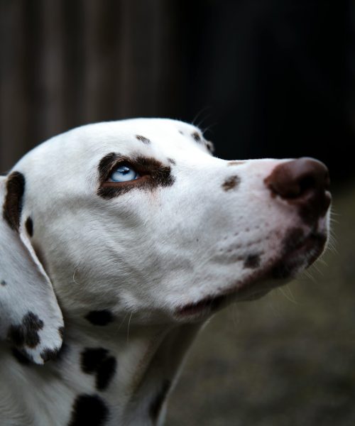 pexels-julkir-3117157