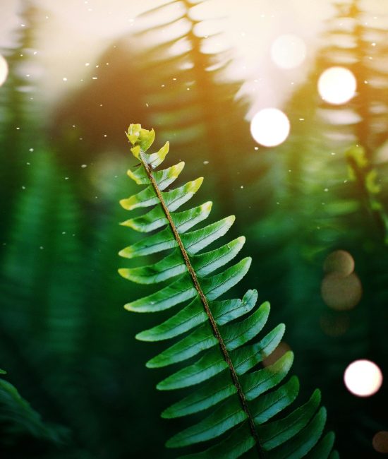 pexels-mwabonje-1329618